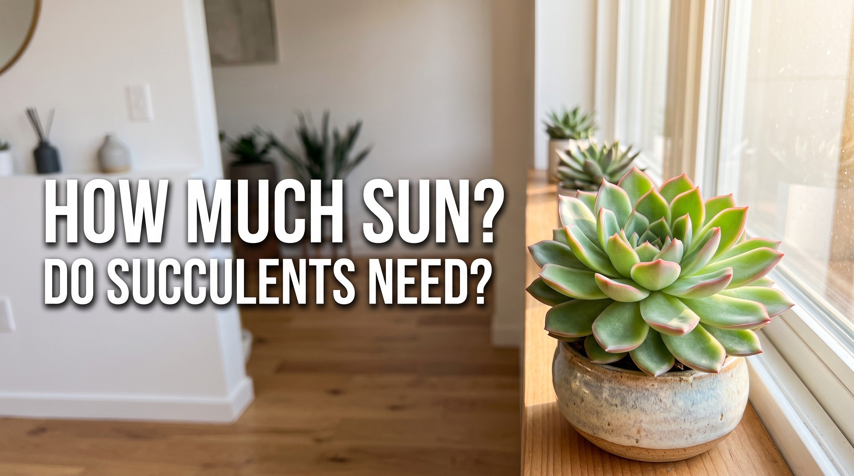 How Much Sunlight Do Succulents Need? A Complete Light Guide