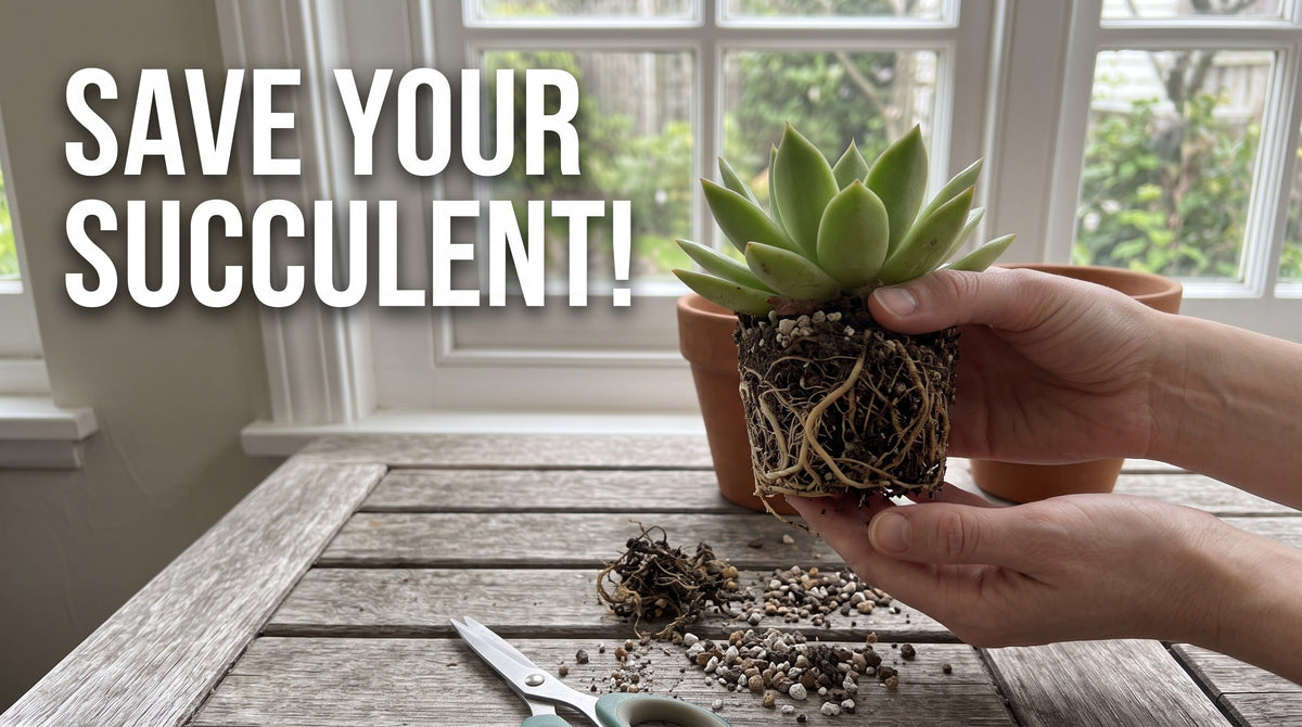 Succulent Root Rot: Causes, Signs, and How to Save Your Plant
