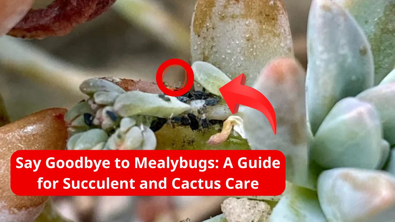 Say Goodbye to Mealybugs: A Guide for Succulent and Cactus Care