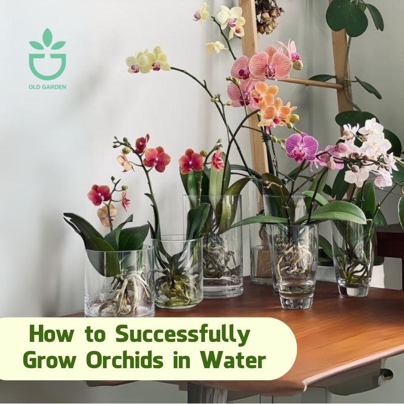 How to Successfully Grow Orchids in Water