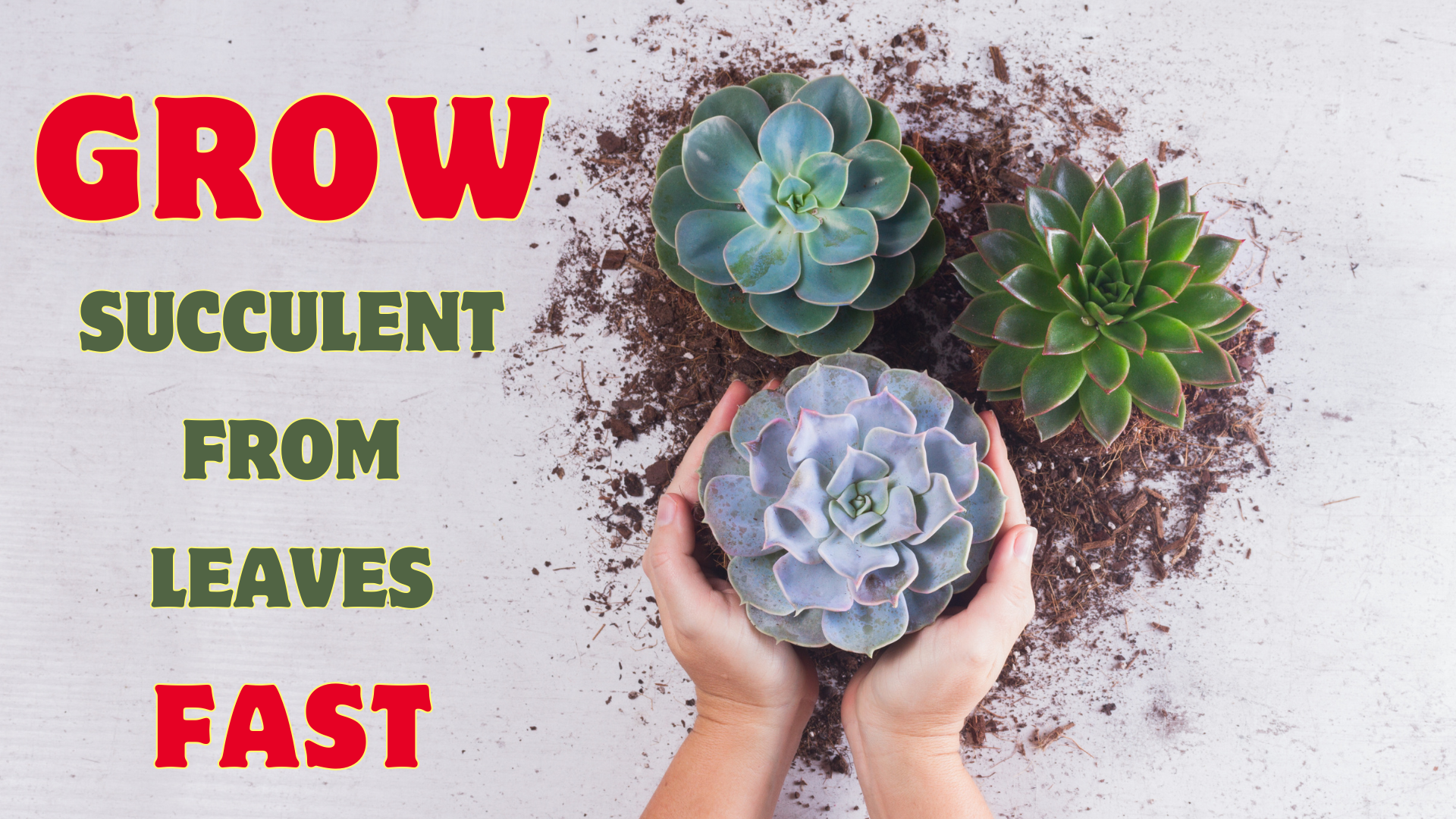 How to Make Succulent Leaves Sprout Quickly: A Comprehensive Guide