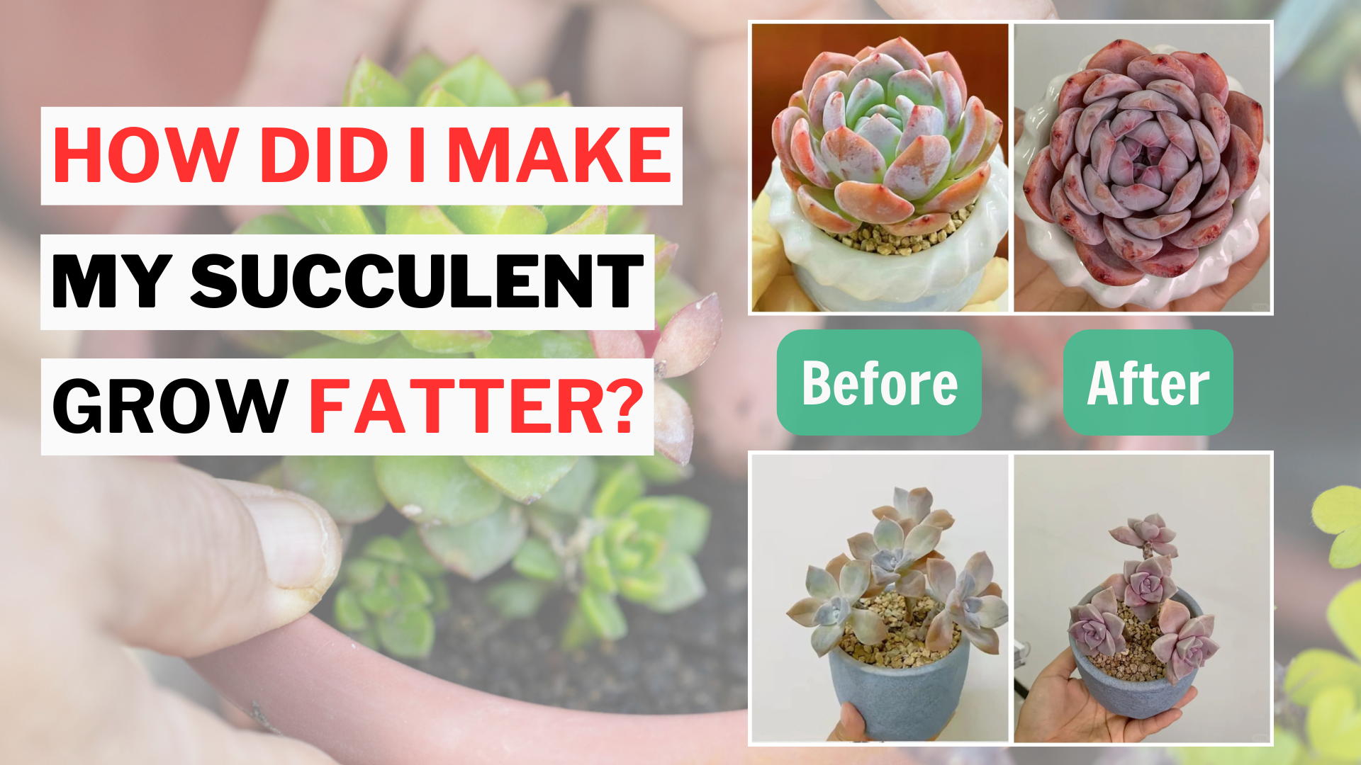 How to Grow Succulents Successfully: Best Soil, Watering & Fertilizer