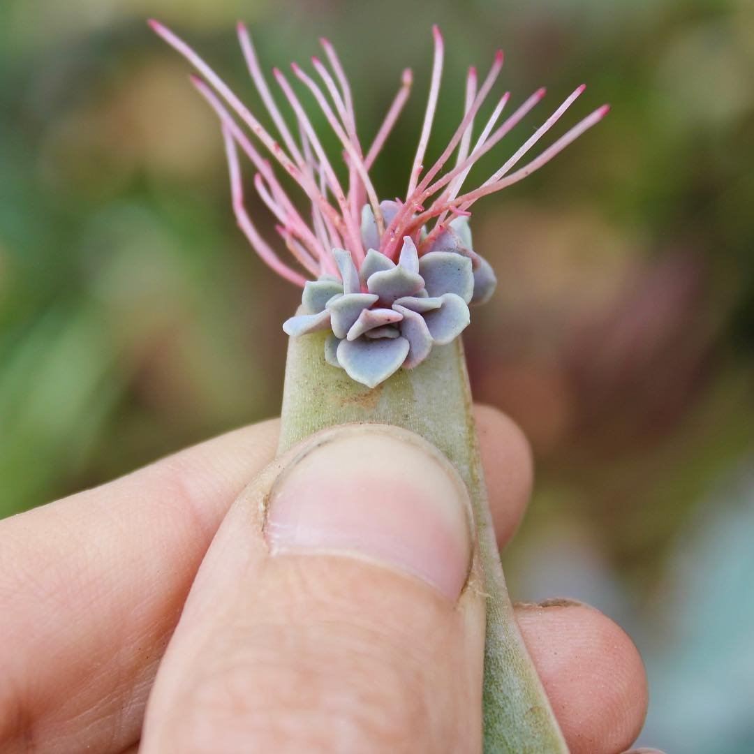 How to Propagate Succulent Plants From Leaves