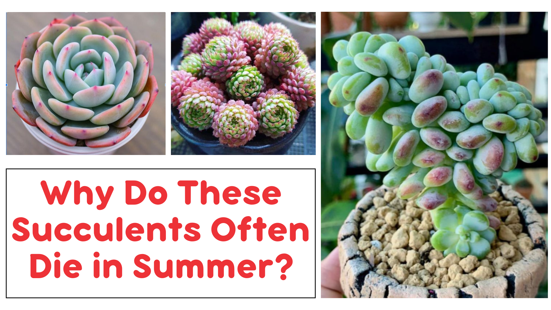 Summer-Sensitive Succulents 🌞 | Tips to Keep Your Plants Alive