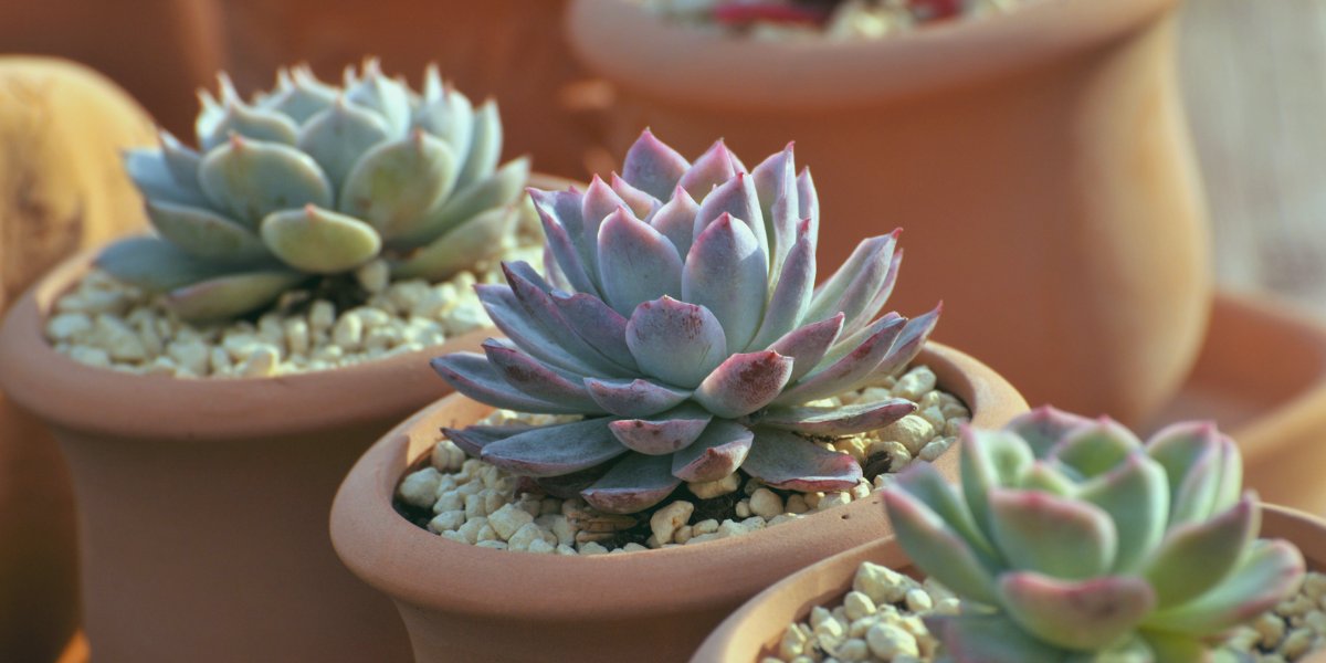 Live Succulents
