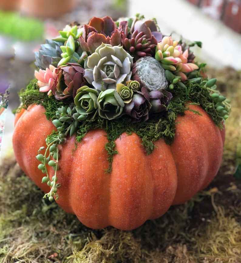 Pumpkin Trimmed