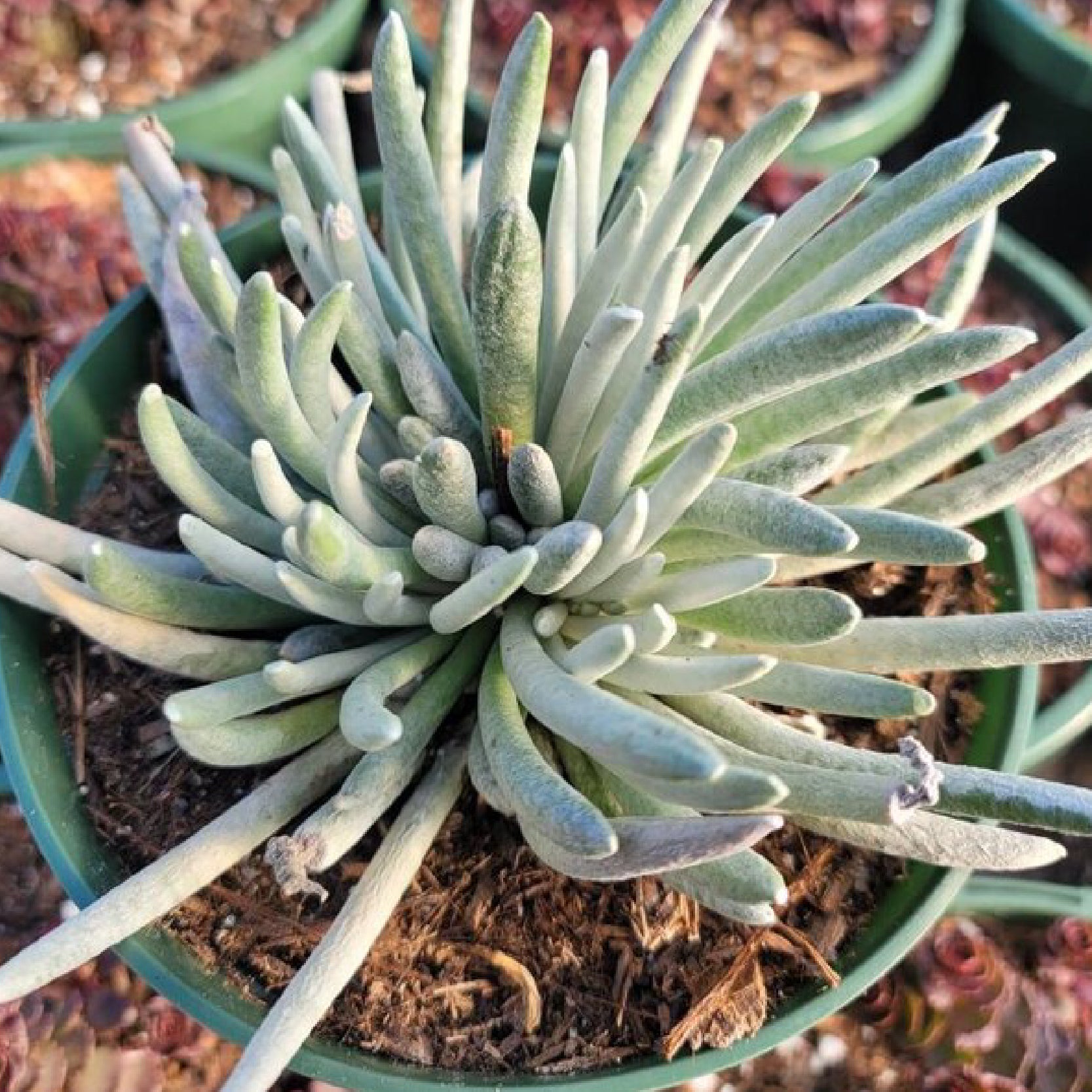 silver succulents Senecio scaposus 'Silver Coral' 4”