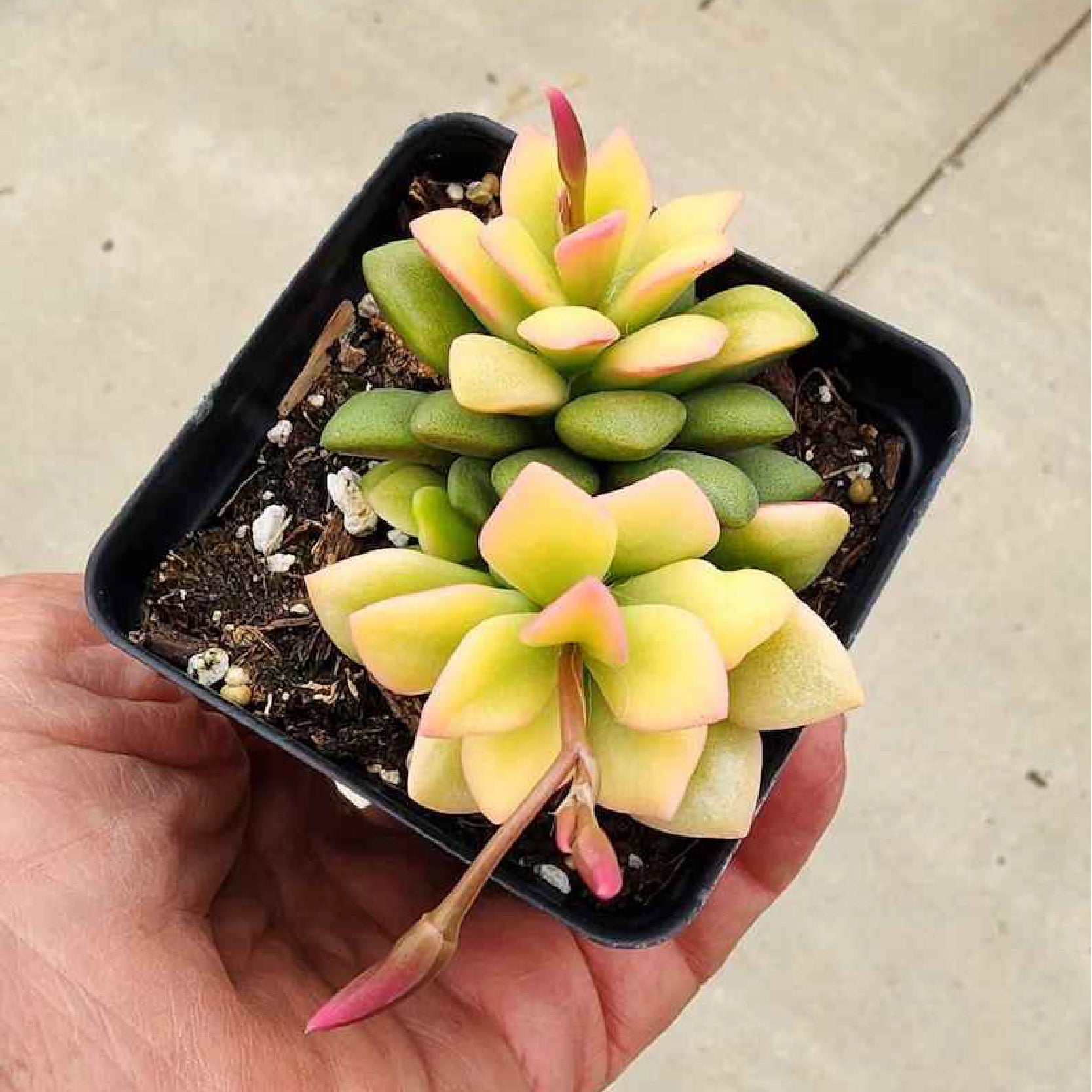 anacampseros rufescens succulent Anacampseros rufescens