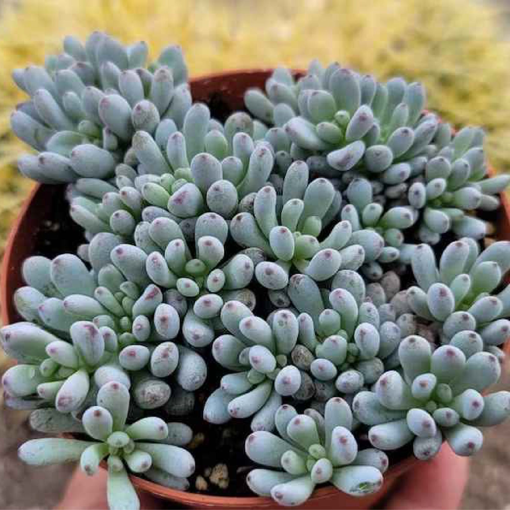 bluebean succulent Graptopetalum pachyphyllum ‘Bluebean' 4”