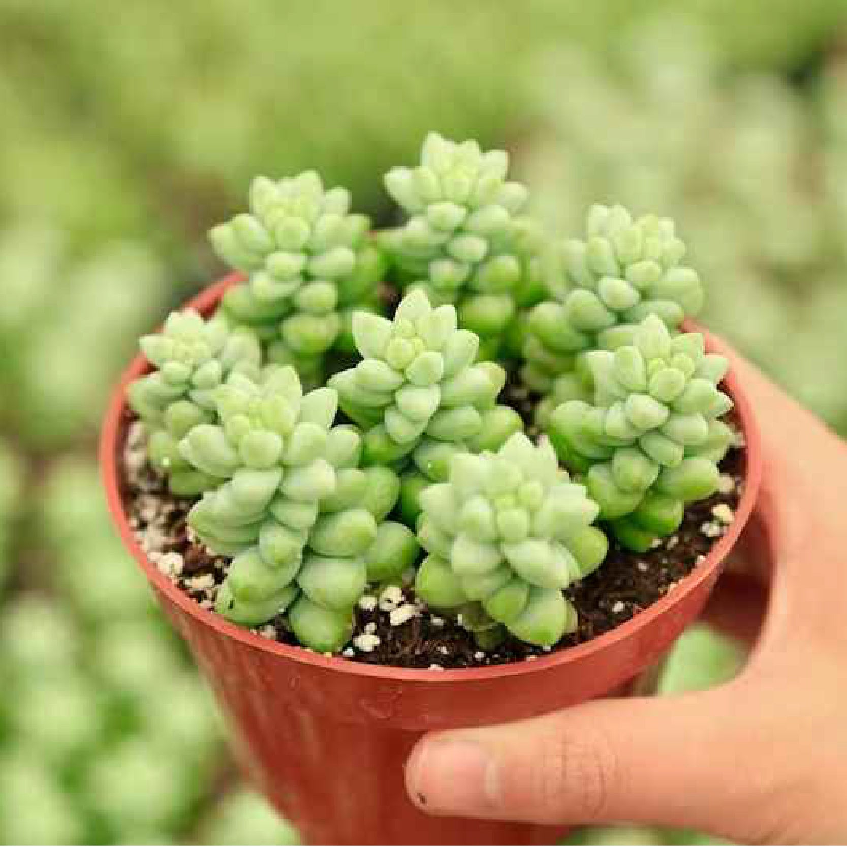 donkey tail succulent for sale Sedum Morganianum ‘Donkey Tail’ 4”