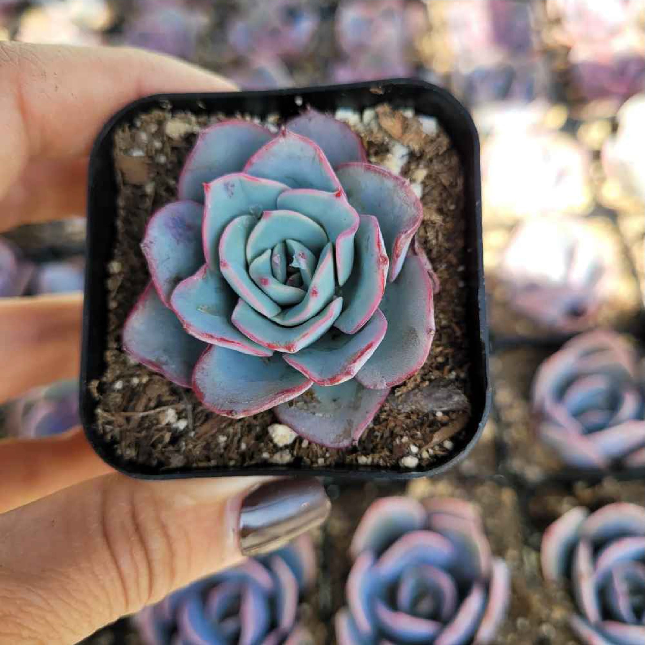 echeveria atlantis succulent Echeveria 'Atlantis'