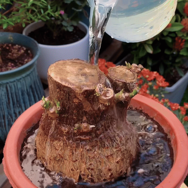 Plant Resurrection Solution