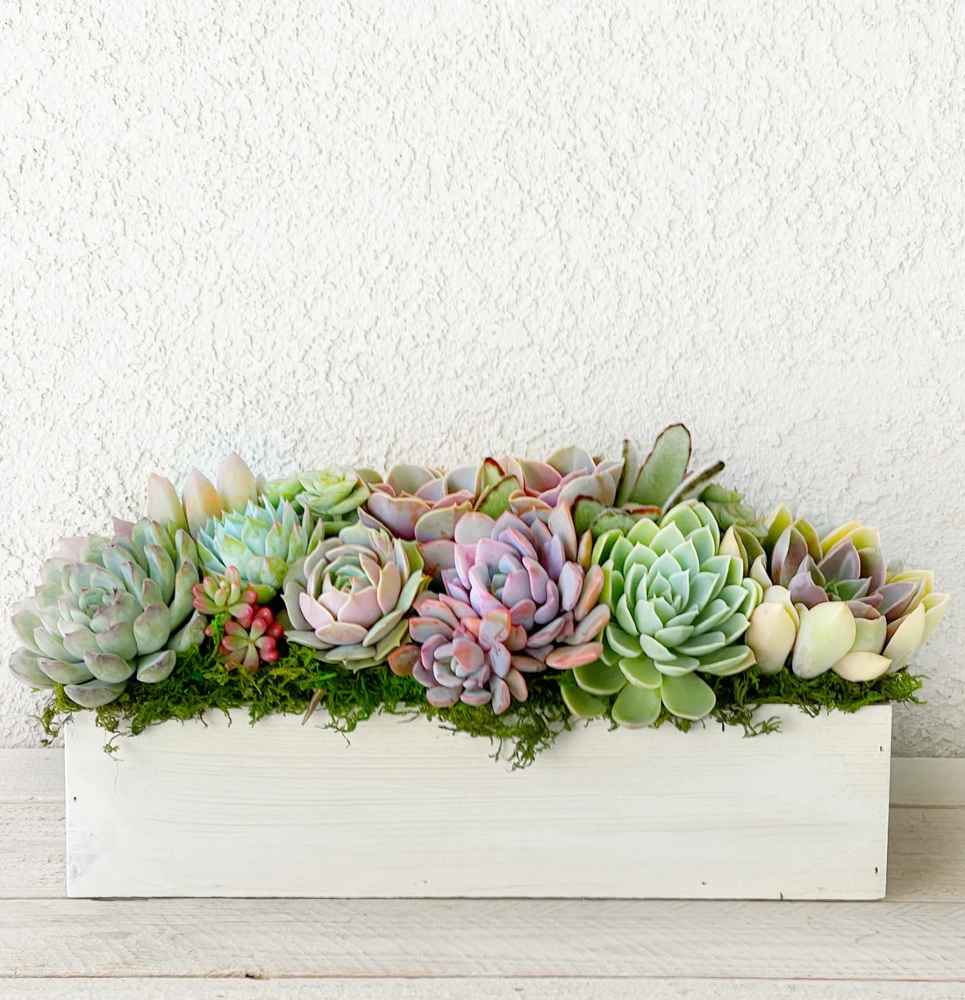 Clementine Succulent Planter