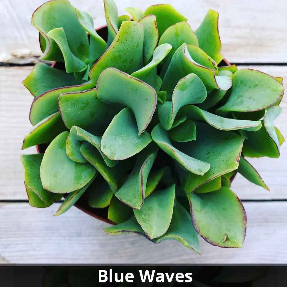Crassula ‘Blue Waves’ 4”