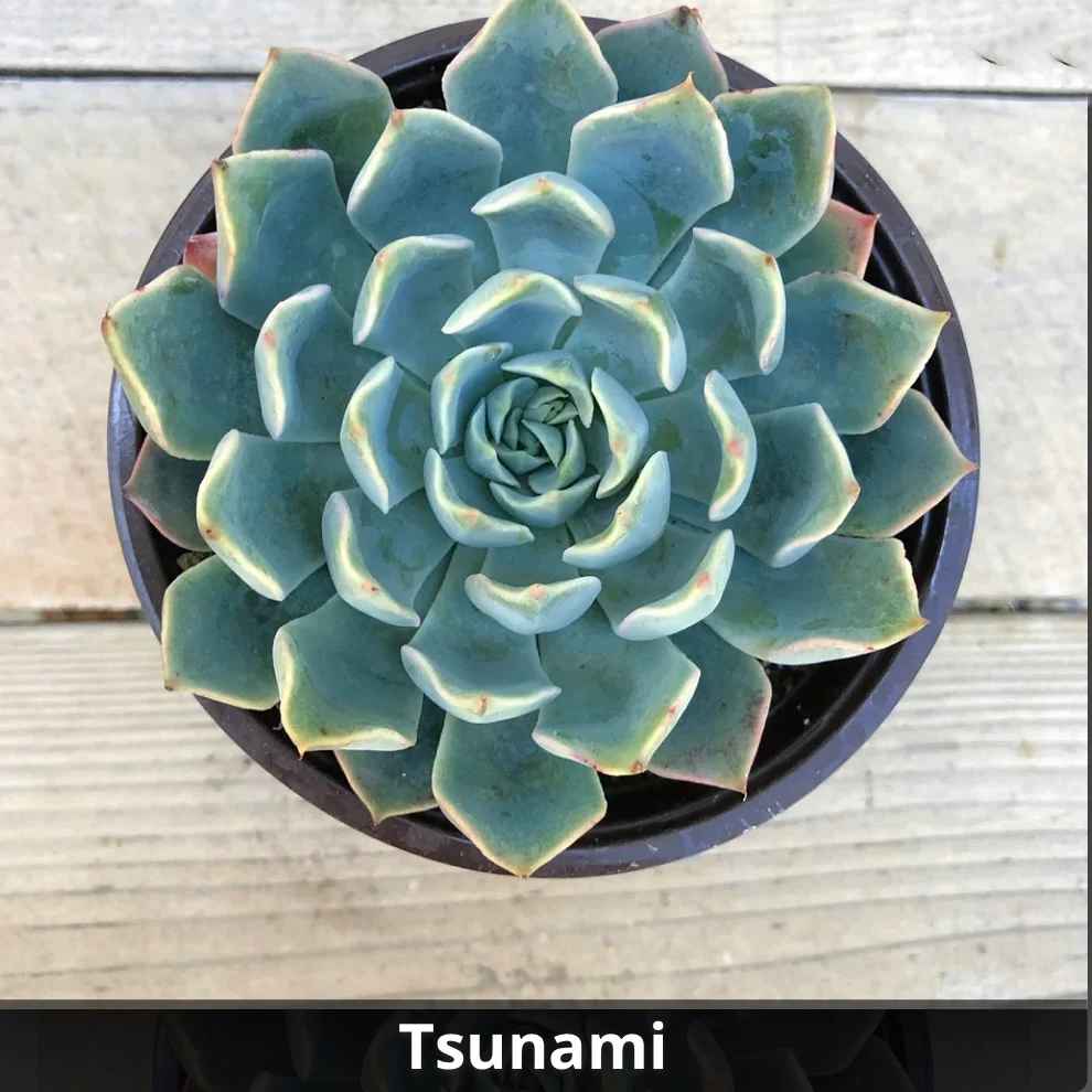 Echeveria tsunami 4”