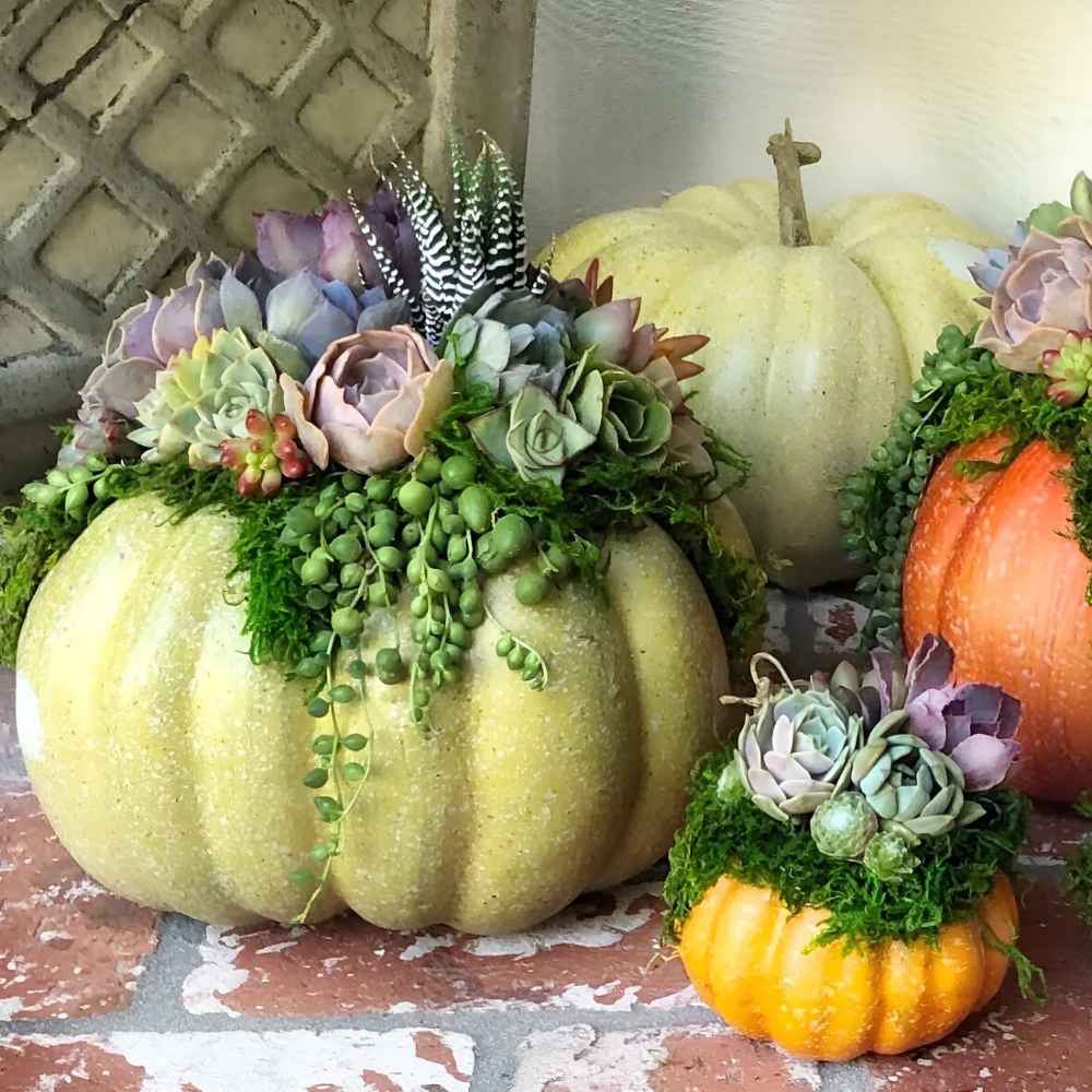 Pumpkin Trimmed