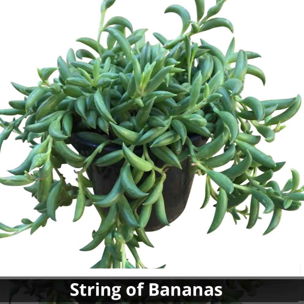 chain of bananas succulent Senecio radicans