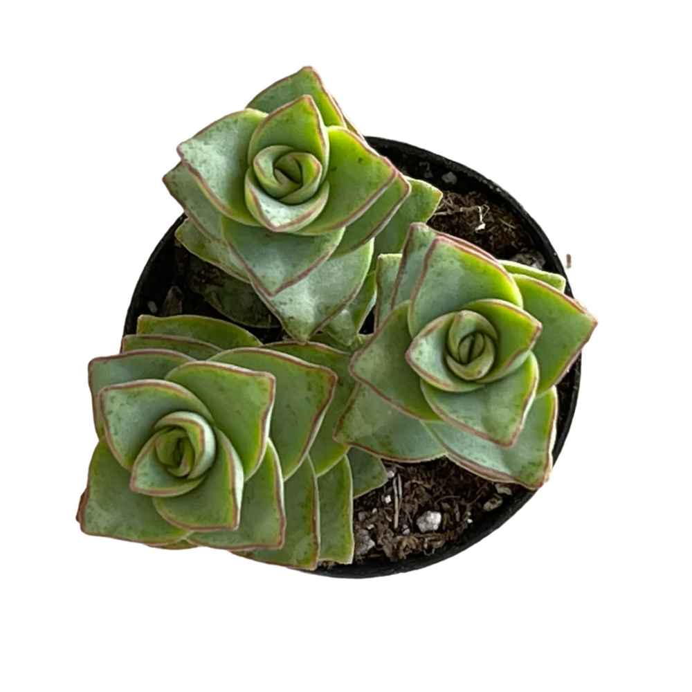 string of buttons succulent Crassula perforata 'String of Buttons'