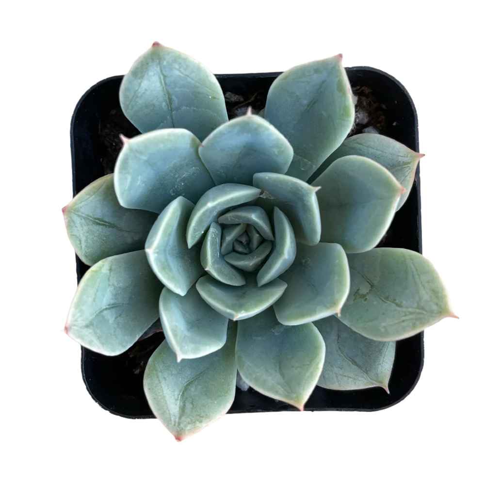 succulent mexican snowball Echeveria elegans 'Mexican Snowball'