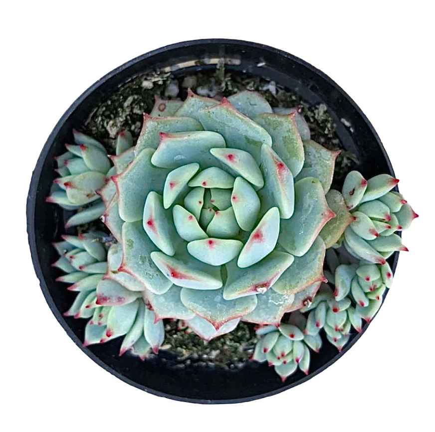 echeveria tippy pink succulent Echeveria 'Tippy'