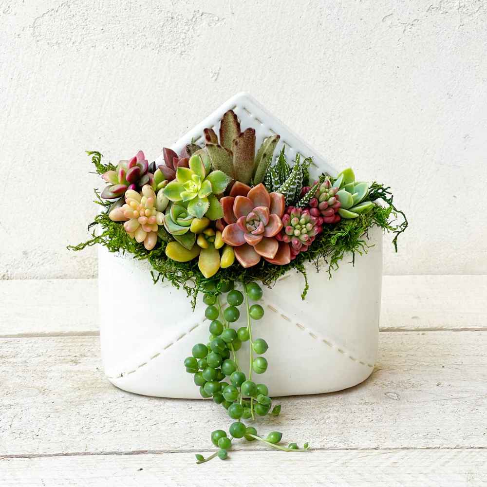 succulents send Sending Love