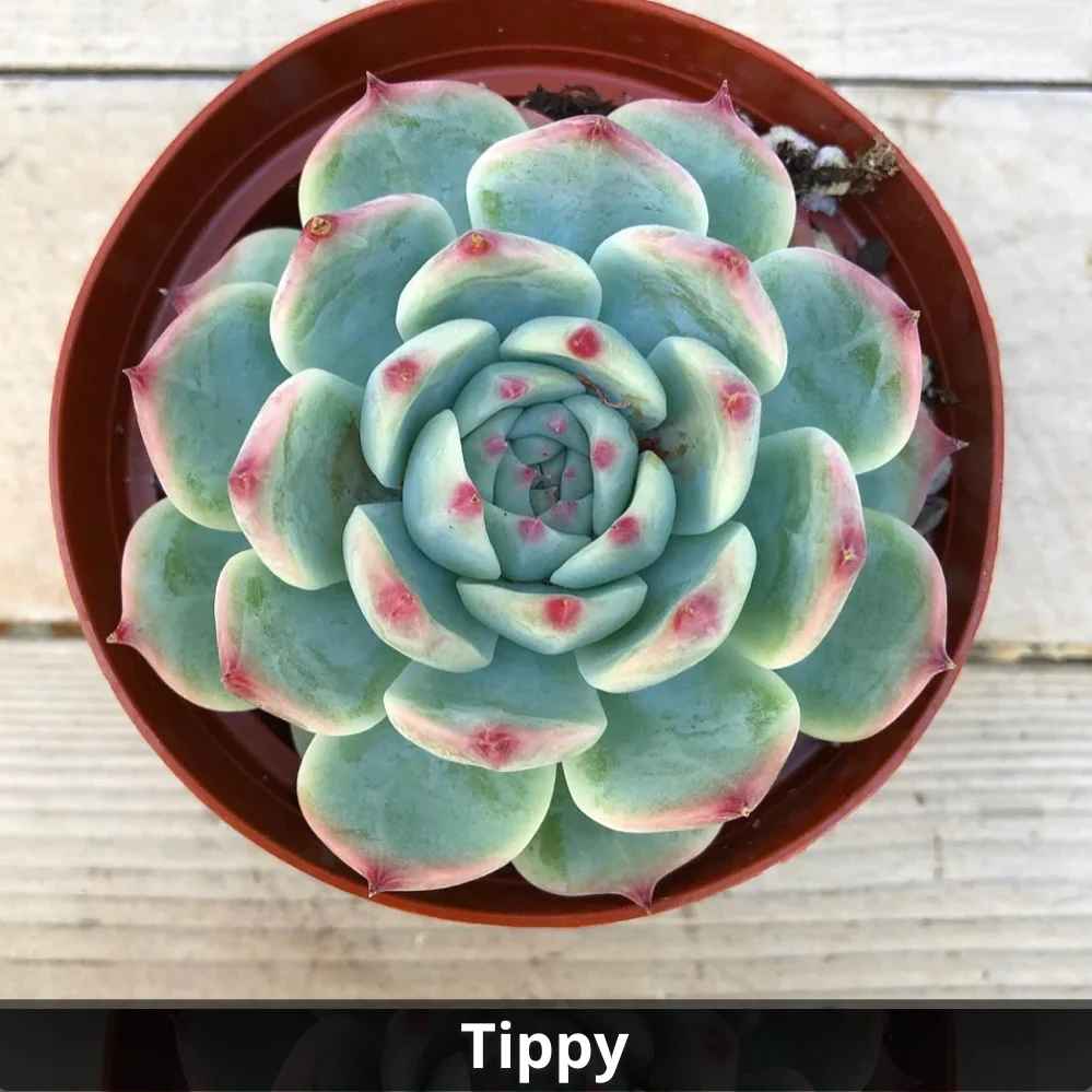 echeveria tippy pink succulent Echeveria ’Tippy’ 4”