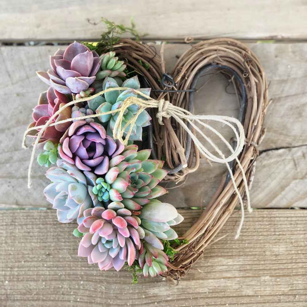 Sarah Succulent
