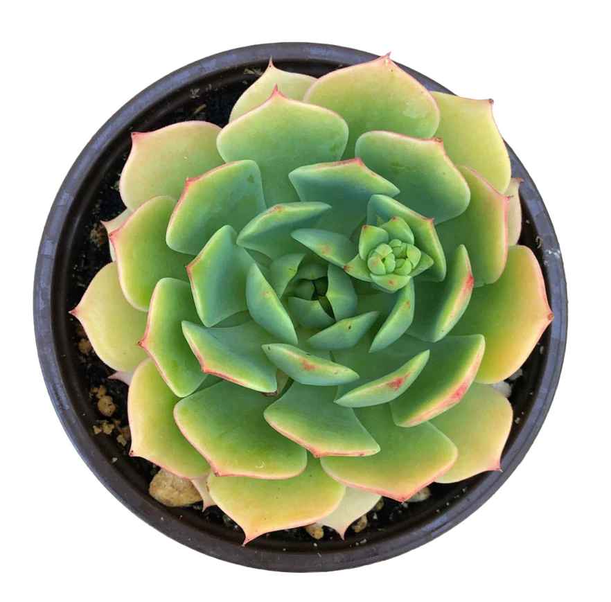 Echeveria 'Ramillette'