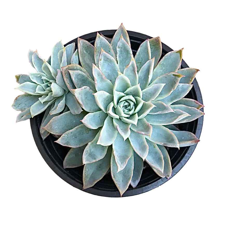 Echeveria 'Violet Queen'