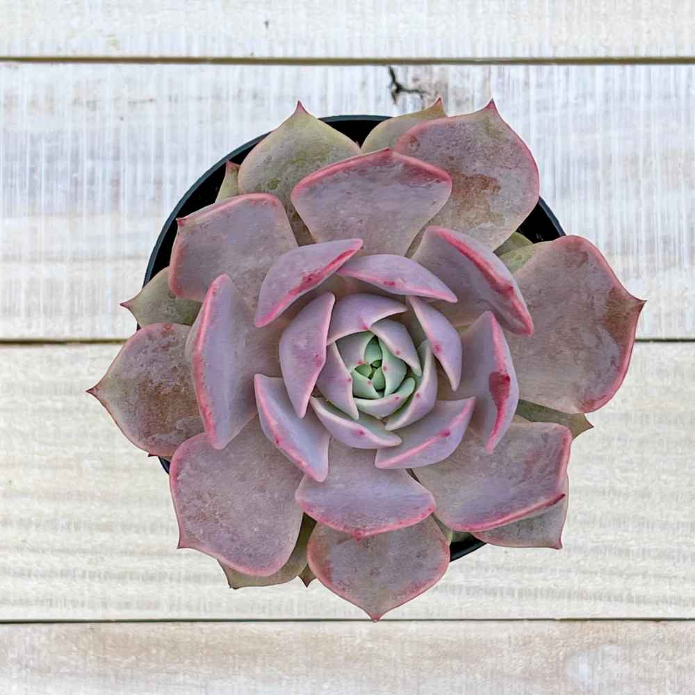 angel succulent Echeveria Ángel Kissed 4”
