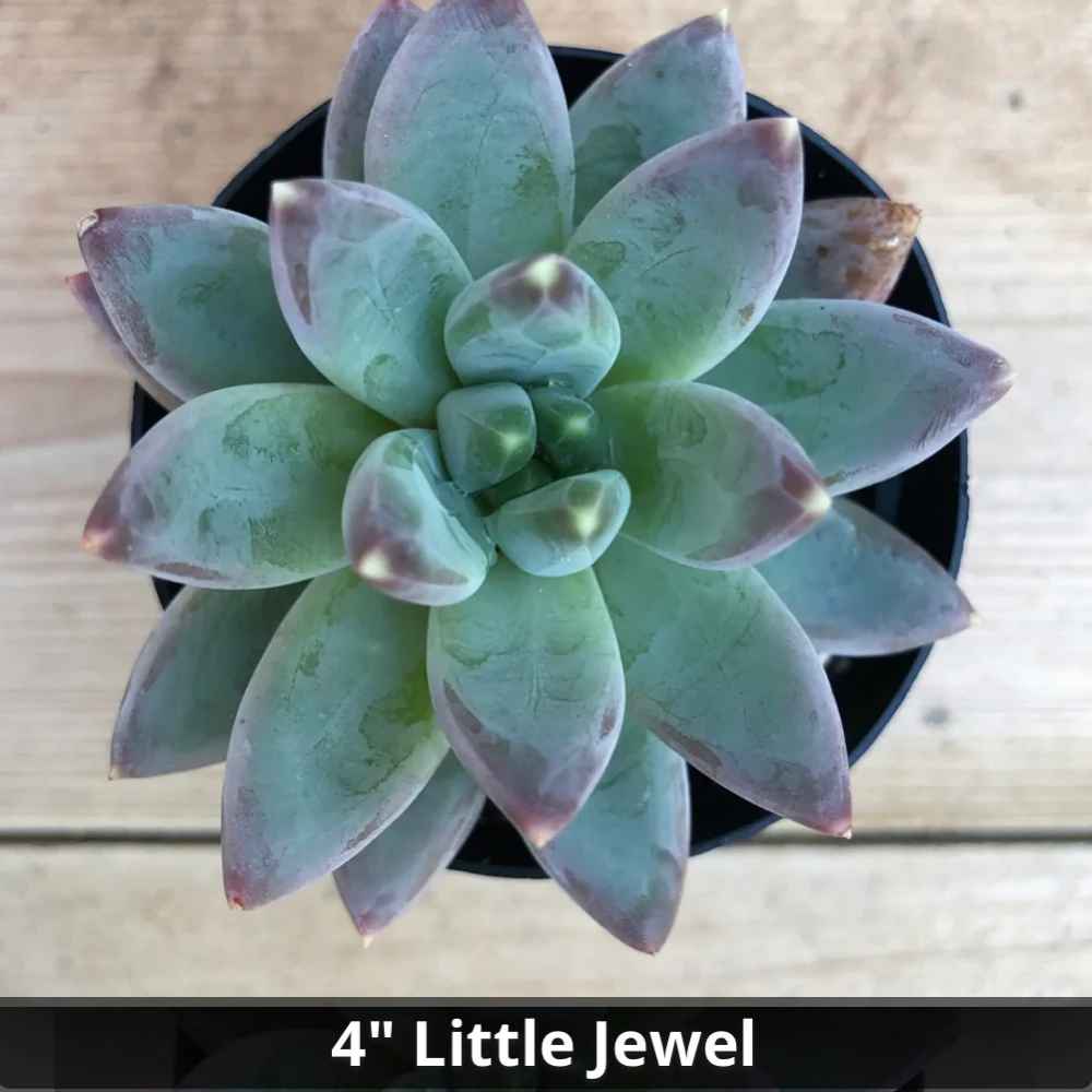 little jewel succulent plant Pachyveria glauca ‘Little Jewel’ 4”