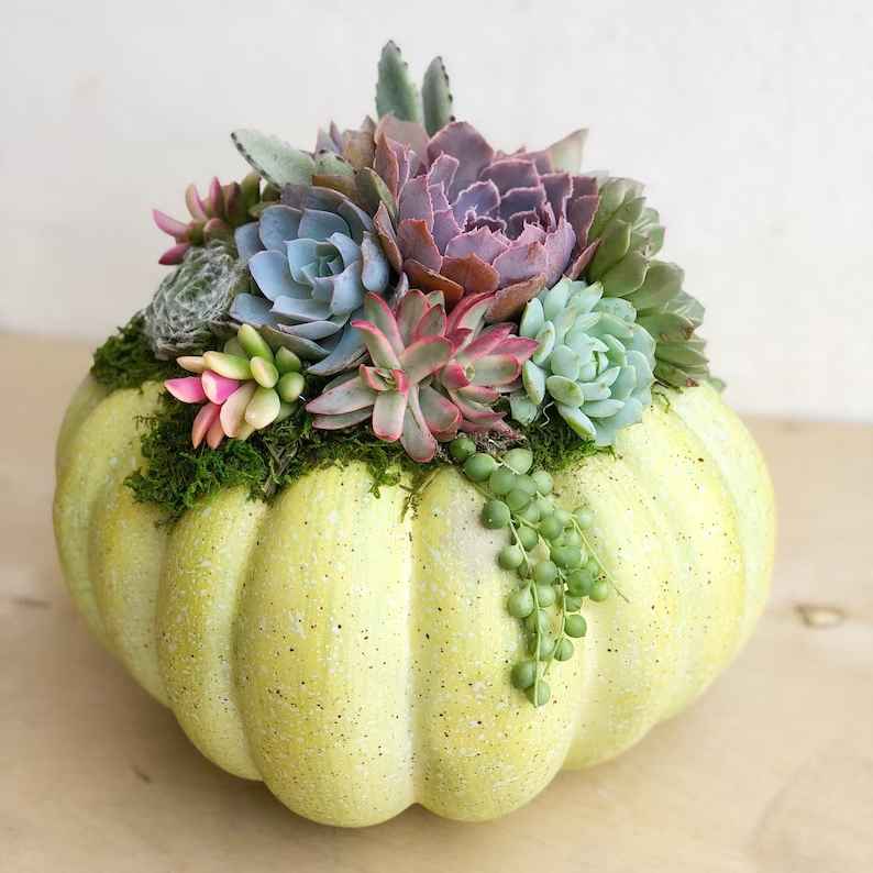 Pumpkin Trimmed