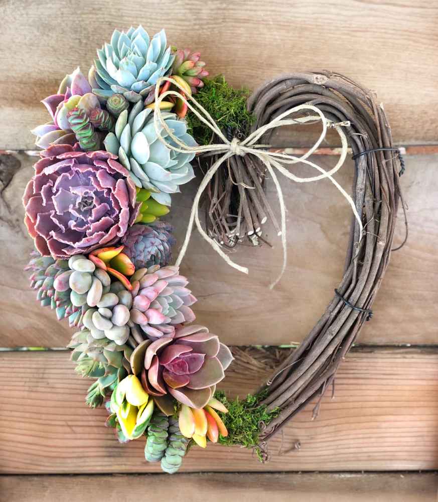Sarah Succulent