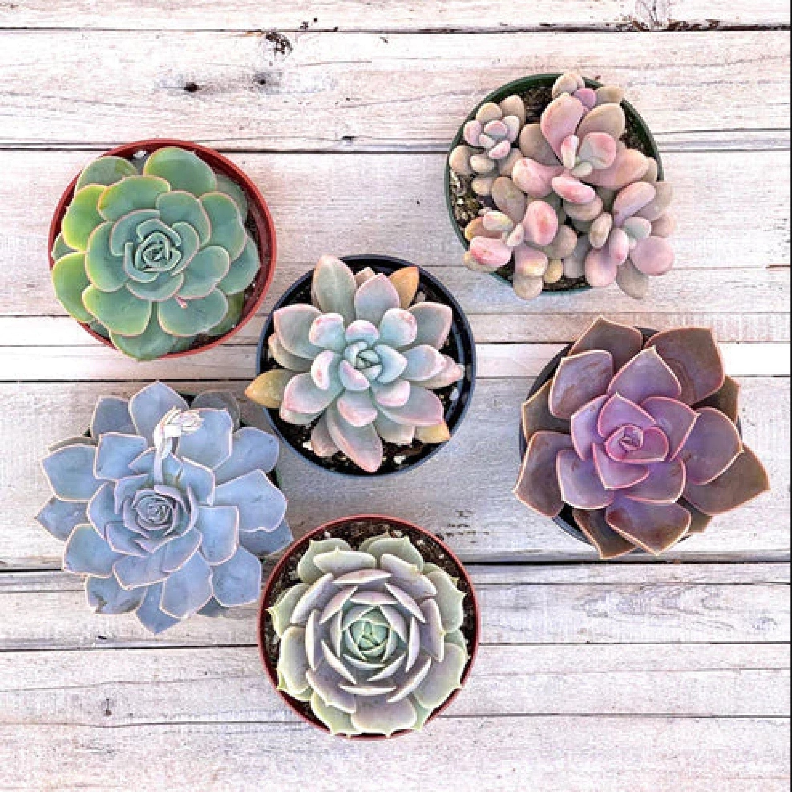 pastel succulents Vibrant Pastel Pack Pack 6