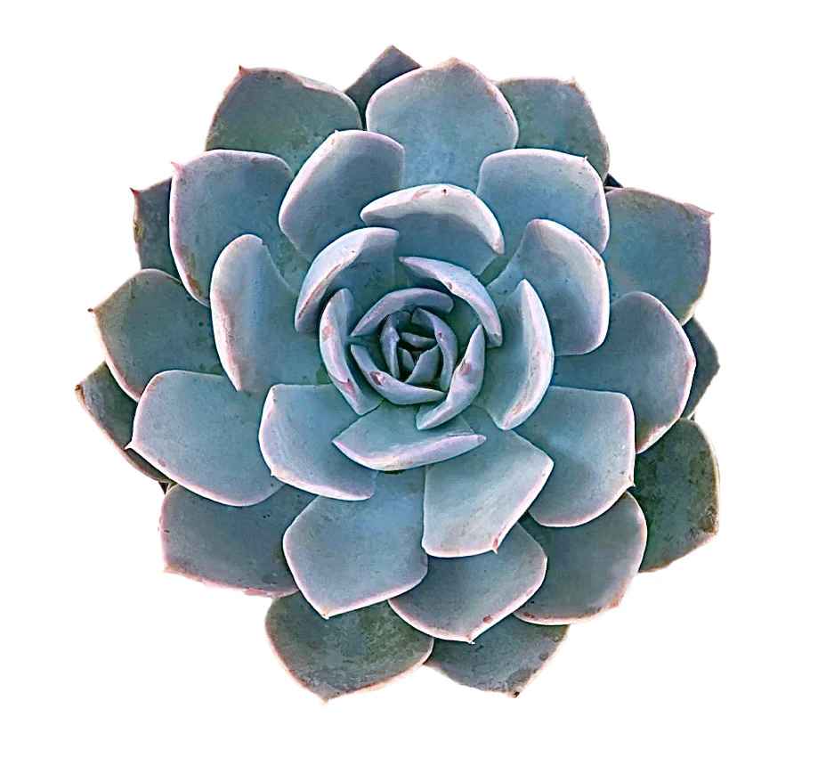 Echeveria subsessilis 'Morning Beauty'