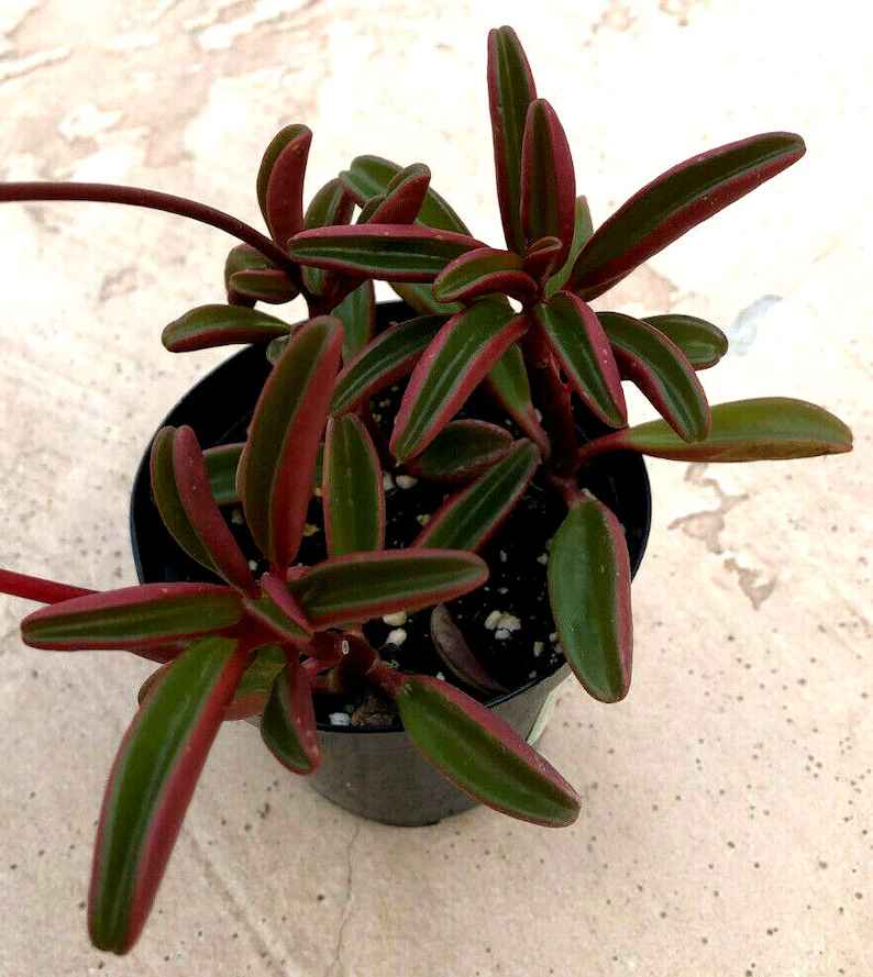 Peperomia graveolens 4”