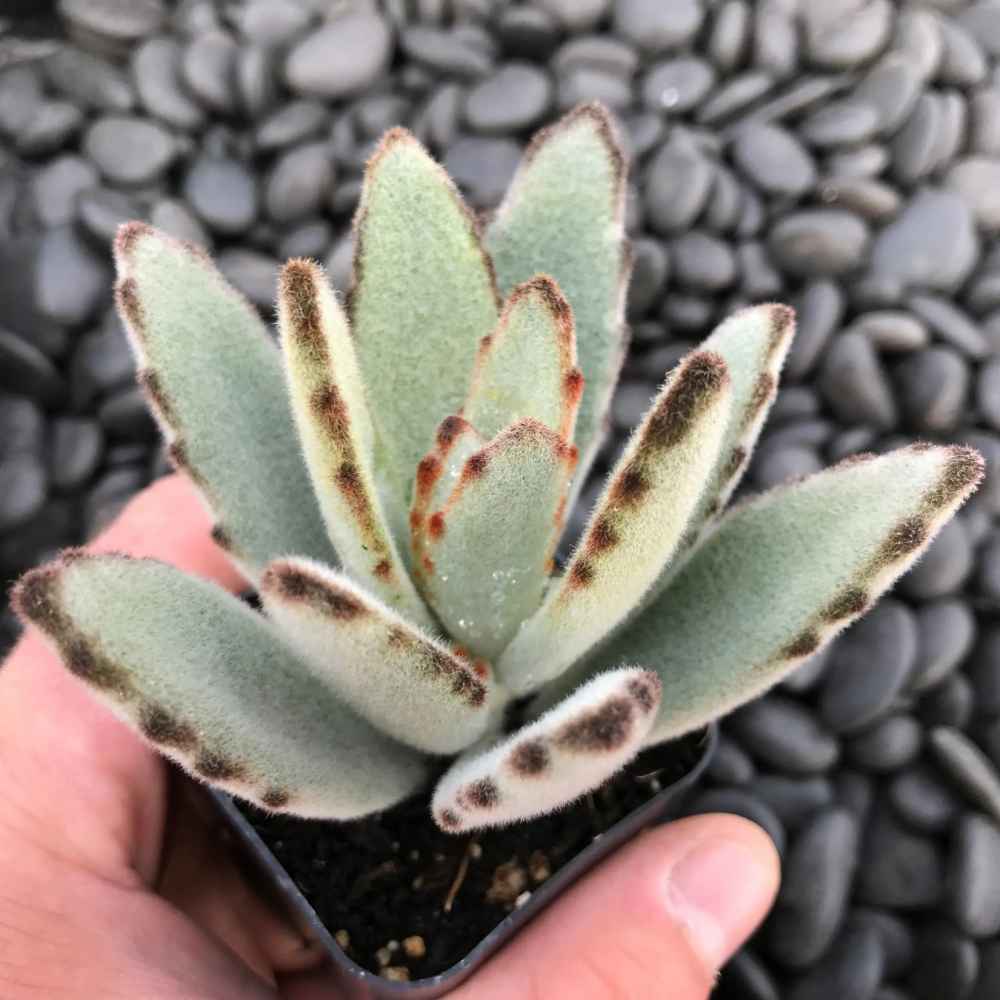 Kalanchoe tomentosa 'Panda'