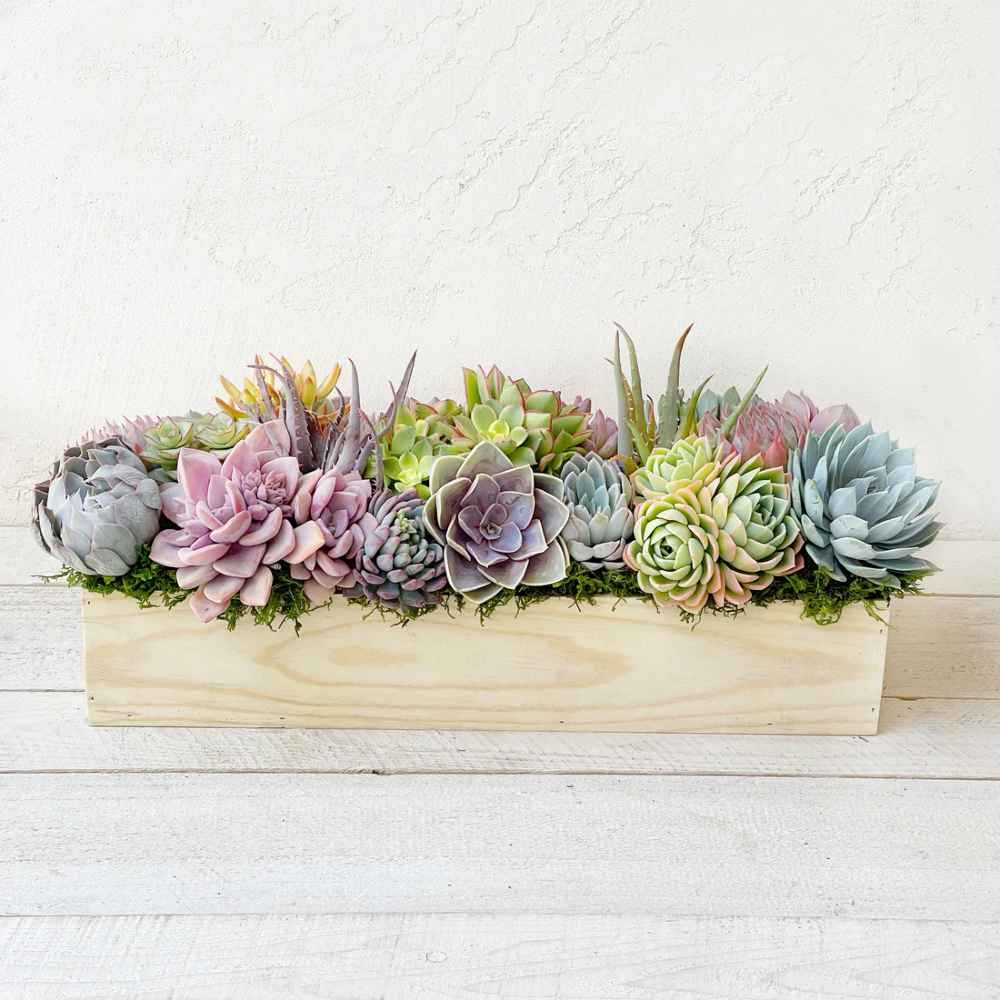 Clementine Succulent Planter