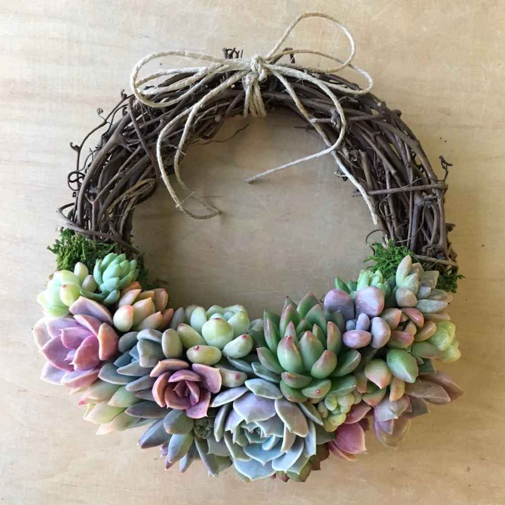 Lorelei Grapevine