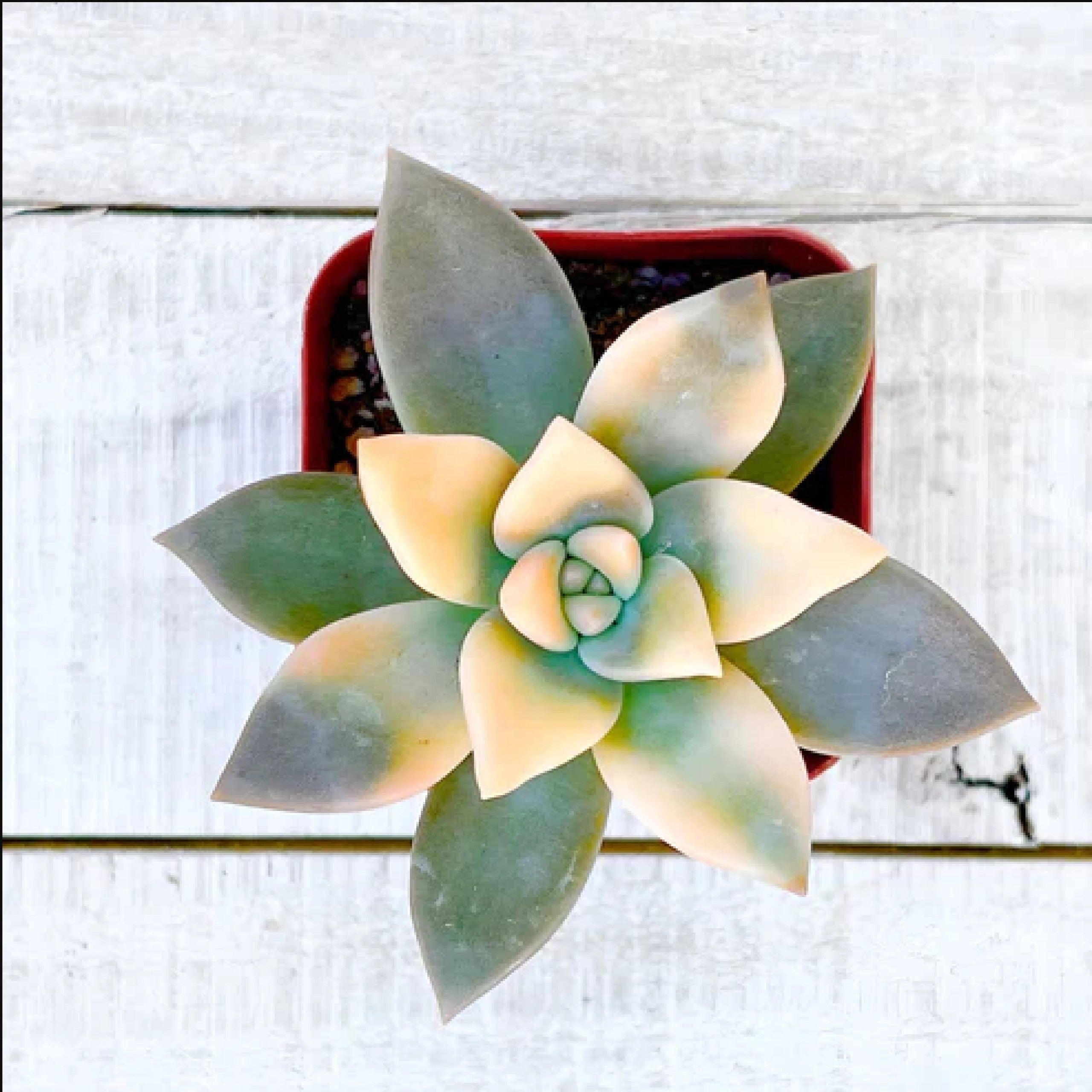 variegated ghost succulent Rare Graptopetalum paraguayense Veriegated Ghost Plant