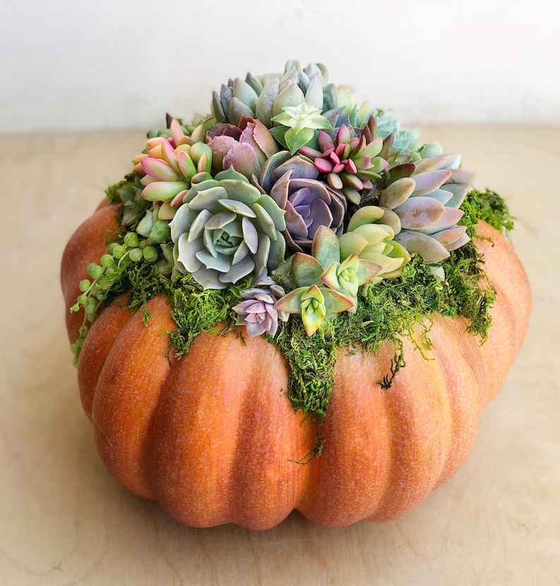 Pumpkin Trimmed