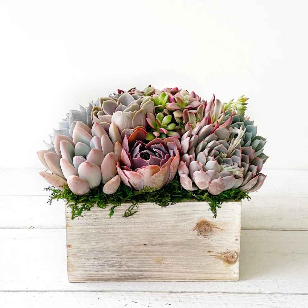 Chloe Planter