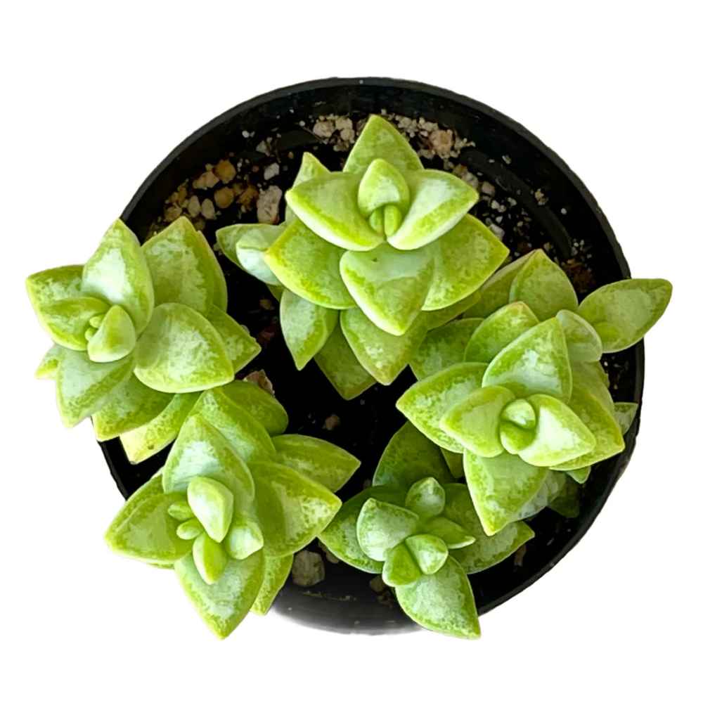 crassula rupestris succulent Crassula rupestris 'Rosary Vine