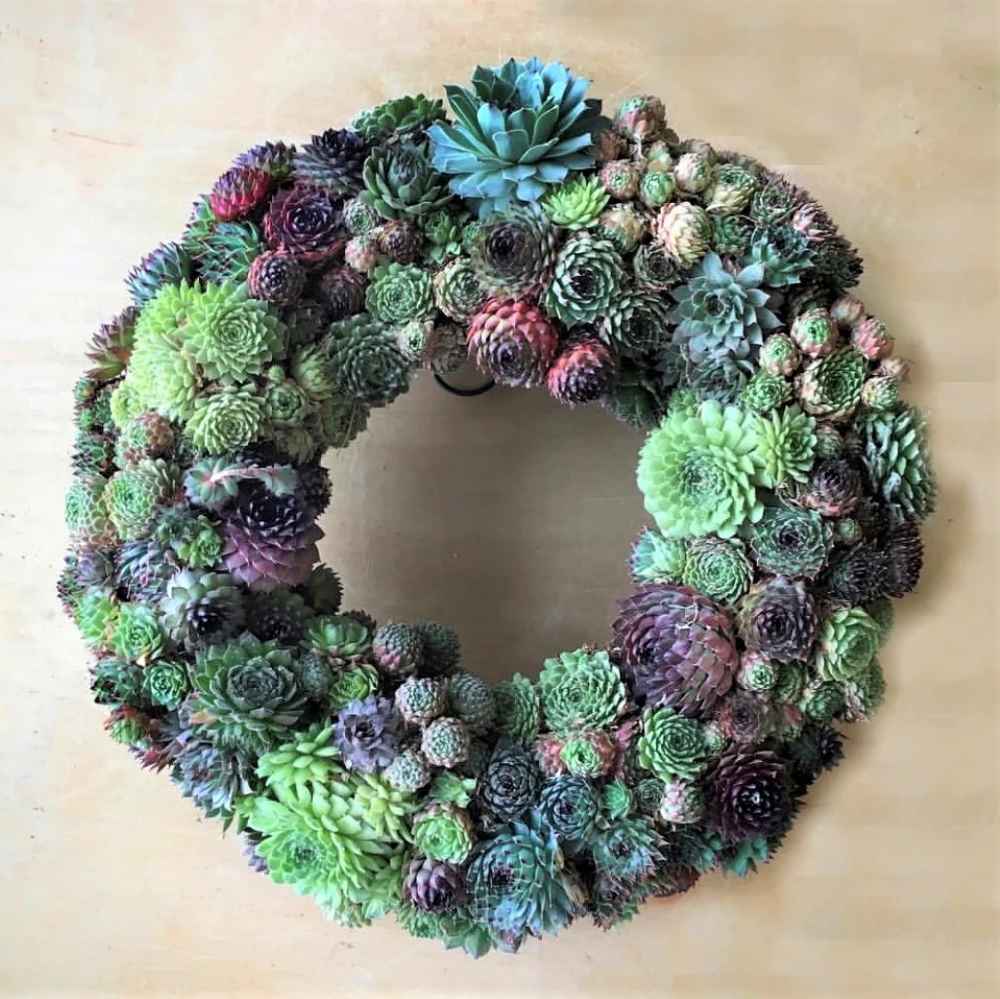 buy succulent wreath Sempervivum Wreath
