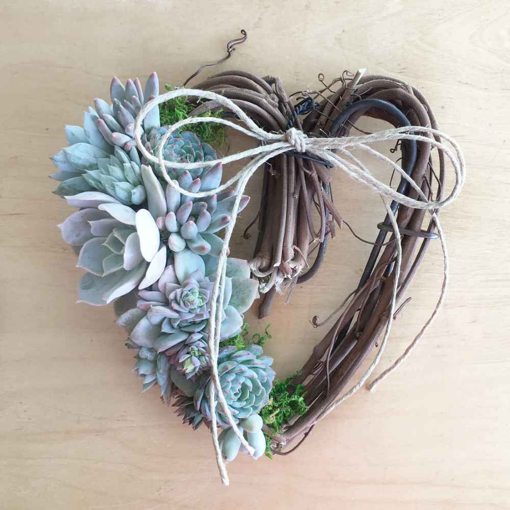 Sarah Succulent