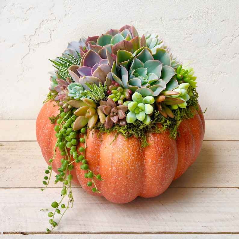 Pumpkin Trimmed