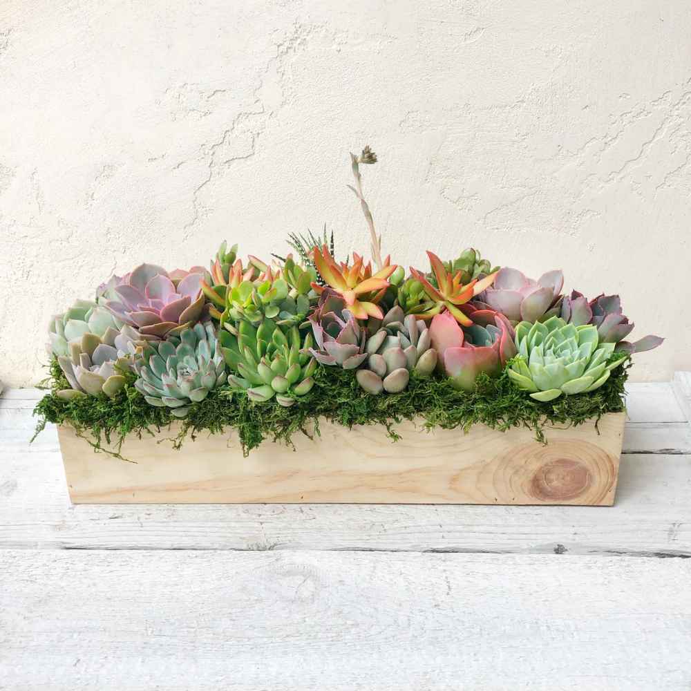 Clementine Succulent Planter