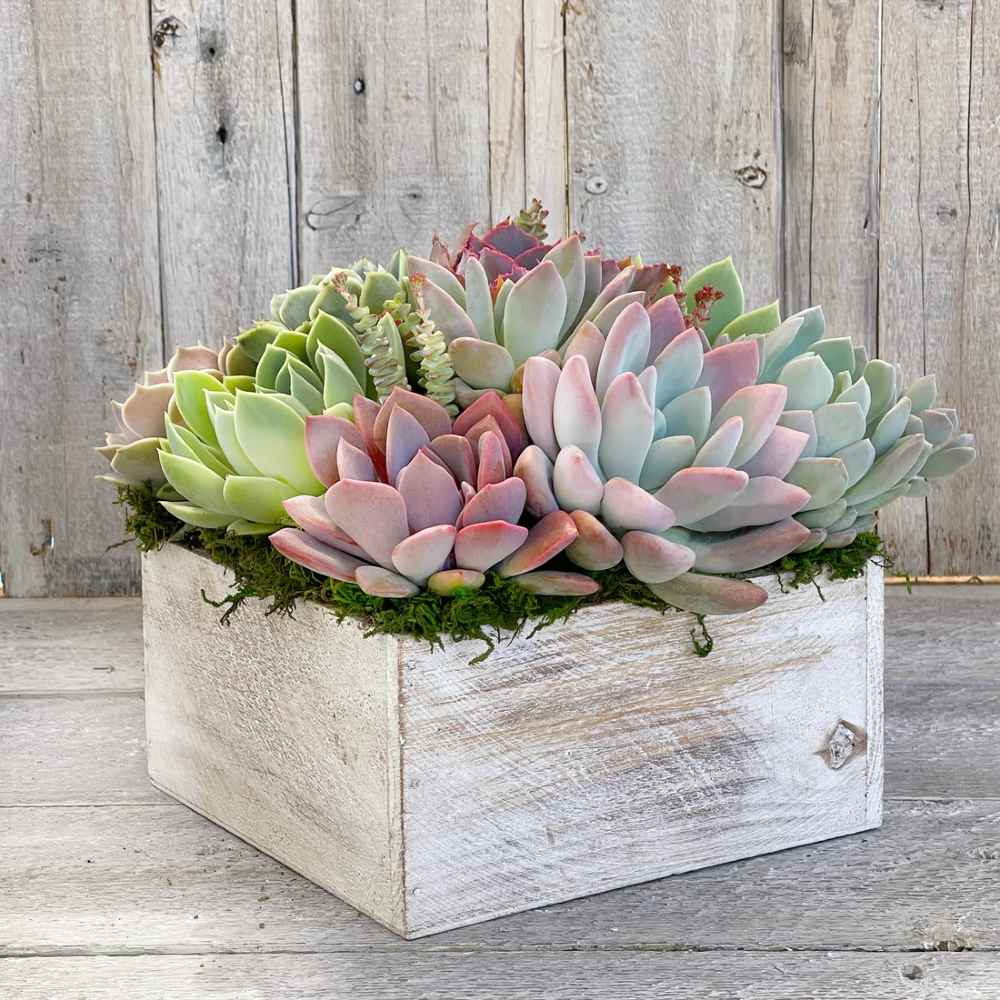 Chloe Planter