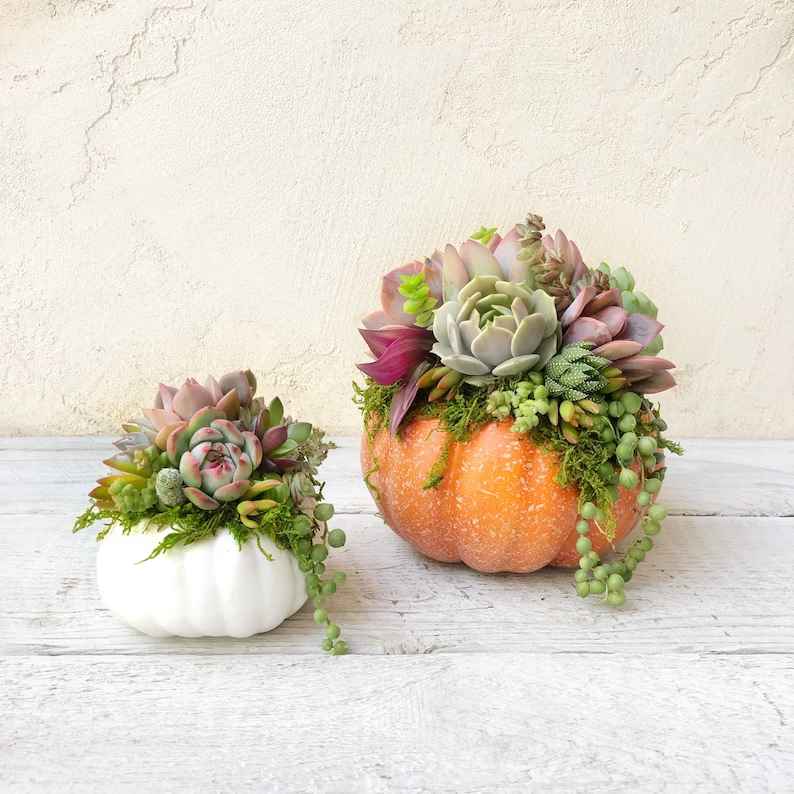 Pumpkin Trimmed