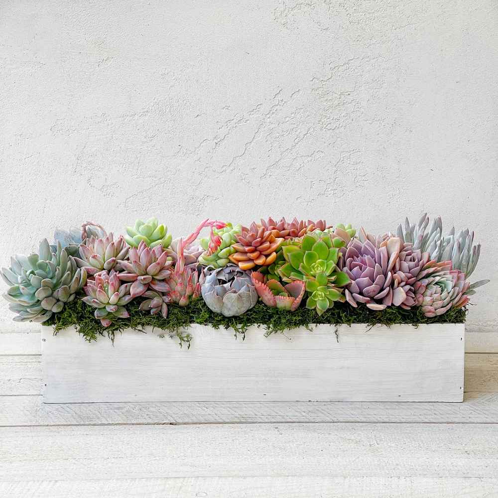 Clementine Succulent Planter